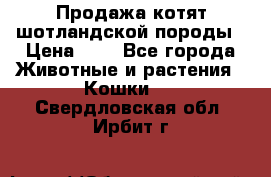 Продажа котят шотландской породы › Цена ­ - - Все города Животные и растения » Кошки   . Свердловская обл.,Ирбит г.